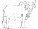 Brahman Bull Silhouette Vector Design DXF File