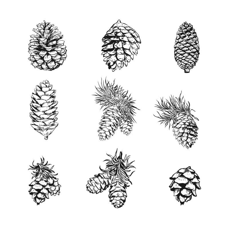 Hand-Drawn Pine Cones Collection Vector for Laser Cutting