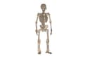 Quebra-cabeça 3D de Esqueleto Humano Arquivo Vetorial (DXF)