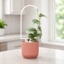 Treliça de Planta em Arco Minimalista para Corte a Laser