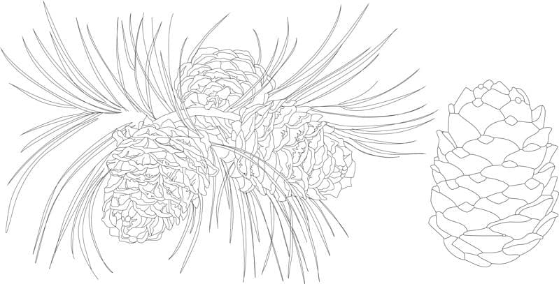 Pine Cones and Needles Vector Design for Laser Cutting