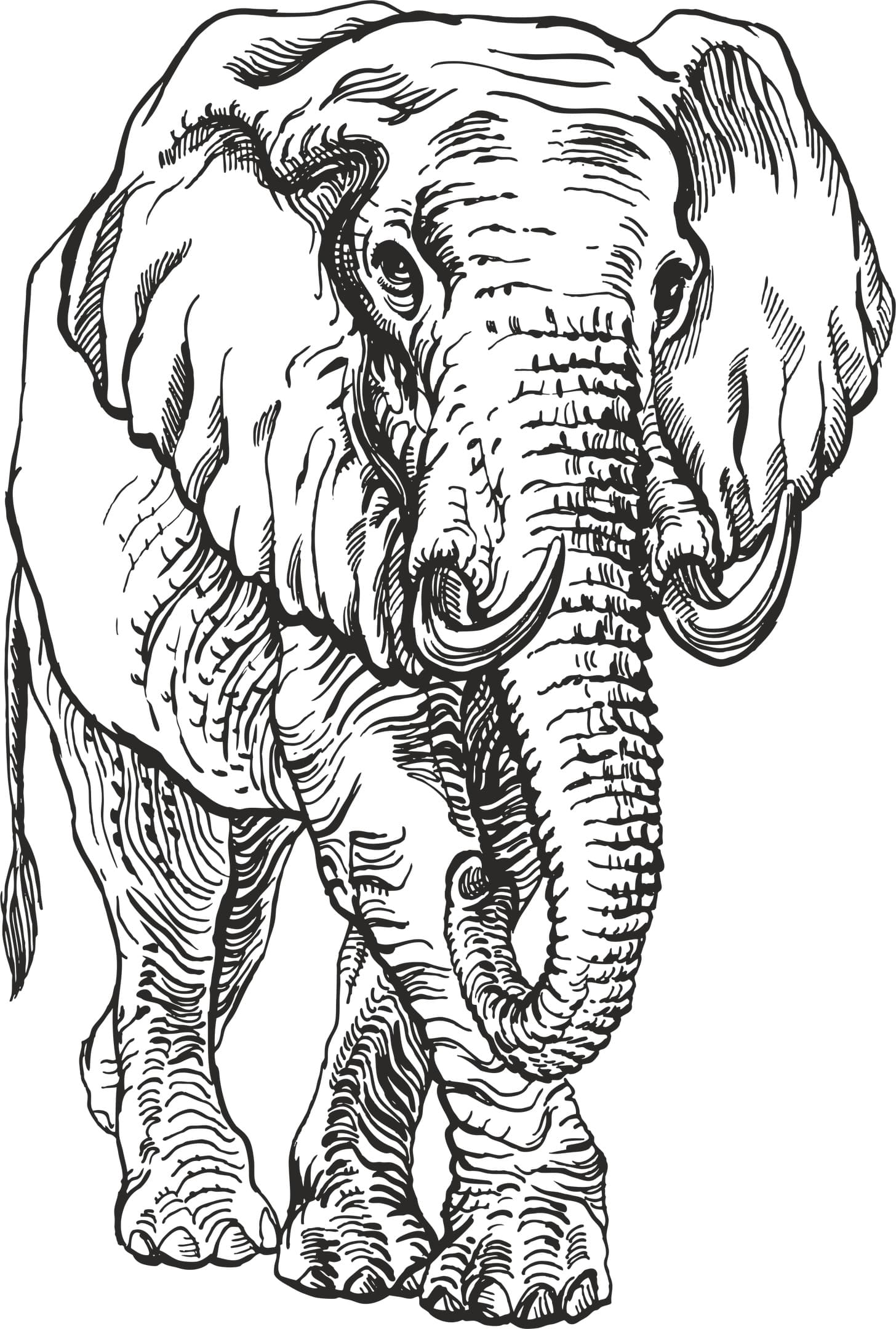 Detailed African Elephant Line Art Vector Graphic