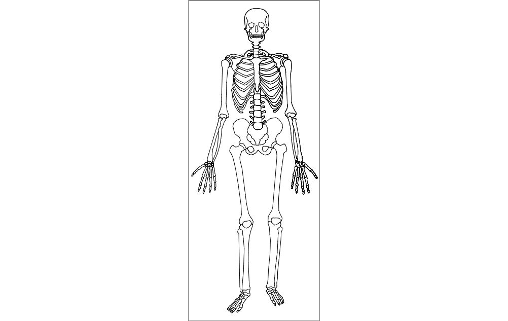 Detailed Human Skeleton Vector File for Laser Cutting DXF