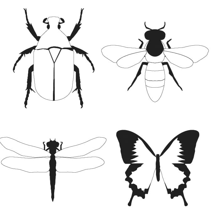 Insect Collection Vector Set for Laser Cutting DXF